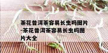 茶花普洱茶容易长虫吗图片-茶花普洱茶容易长虫吗图片大全