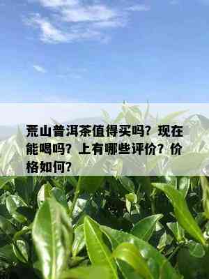 荒山普洱茶值得买吗？现在能喝吗？上有哪些评价？价格如何？