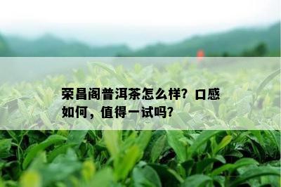 荣昌阁普洱茶怎么样？口感如何，值得一试吗？