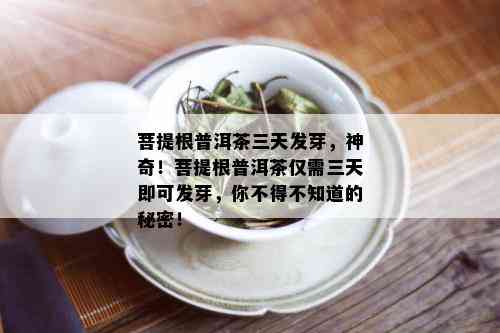 菩提根普洱茶三天发芽，神奇！菩提根普洱茶仅需三天即可发芽，你不得不知道的秘密！