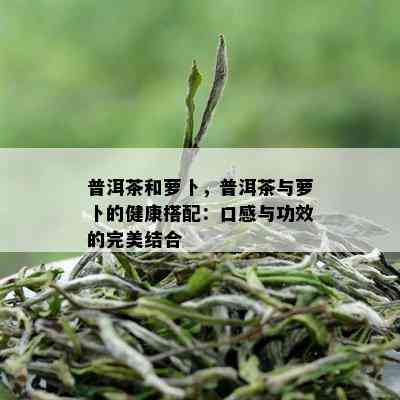 普洱茶和萝卜，普洱茶与萝卜的健康搭配：口感与功效的完美结合