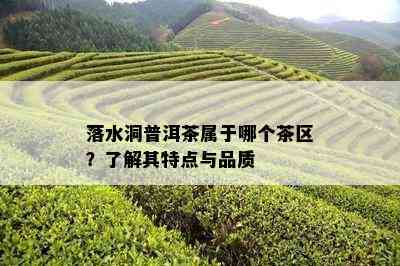 落水洞普洱茶属于哪个茶区？了解其特点与品质