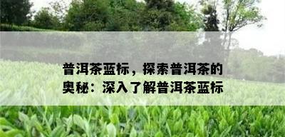 普洱茶蓝标，探索普洱茶的奥秘：深入了解普洱茶蓝标