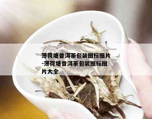 薄荷塘普洱茶包装图标图片-薄荷塘普洱茶包装图标图片大全