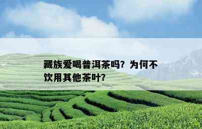 藏族爱喝普洱茶吗？为何不饮用其他茶叶？