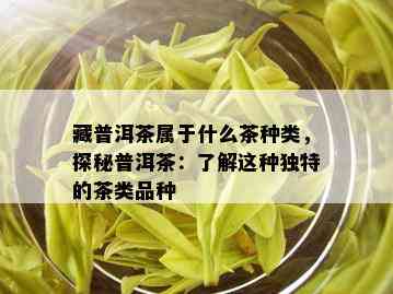 藏普洱茶属于什么茶种类，探秘普洱茶：了解这种独特的茶类品种