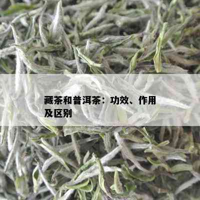 藏茶和普洱茶：功效、作用及区别