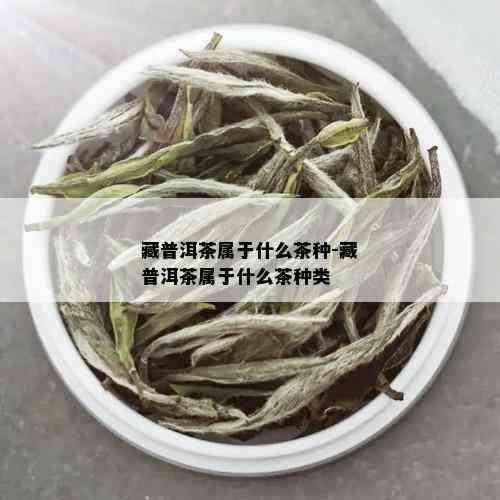 藏普洱茶属于什么茶种-藏普洱茶属于什么茶种类