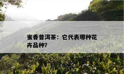 蜜香普洱茶：它代表哪种花卉品种？