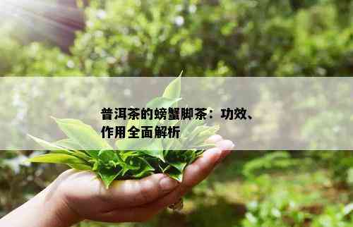 普洱茶的螃蟹脚茶：功效、作用全面解析