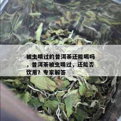 被虫啃过的普洱茶还能喝吗，普洱茶被虫啃过，还能否饮用？专家解答