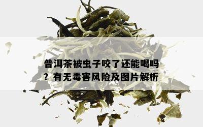 普洱茶被虫子咬了还能喝吗？有无害风险及图片解析