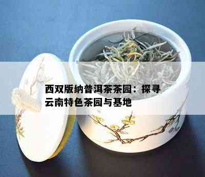 西双版纳普洱茶茶园：探寻云南特色茶园与基地