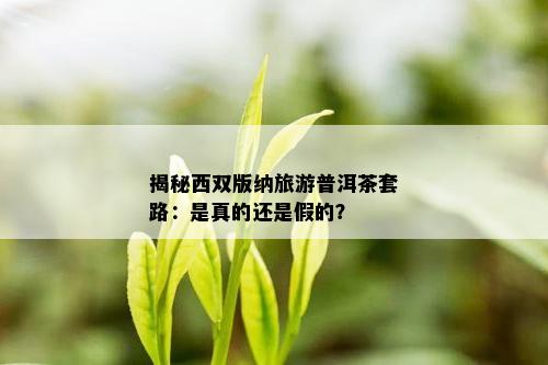 揭秘西双版纳旅游普洱茶套路：是真的还是假的？