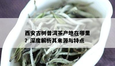 西安古树普洱茶产地在哪里？深度解析其来源与特点