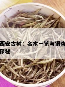 西安古树：名木一览与银杏探秘