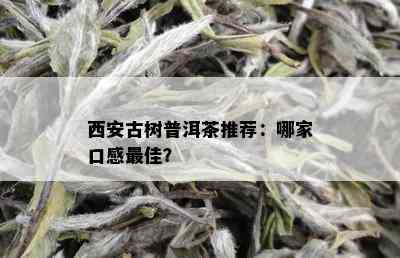 西安古树普洱茶推荐：哪家口感更佳？