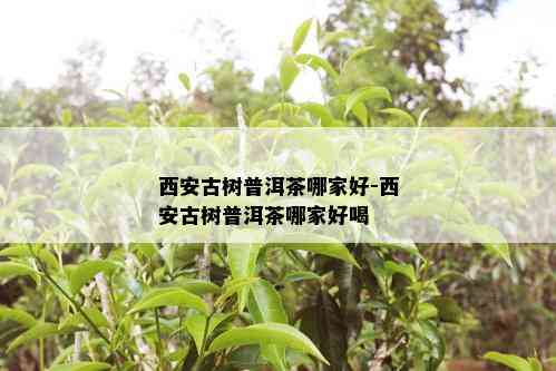 西安古树普洱茶哪家好-西安古树普洱茶哪家好喝