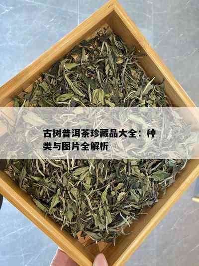 古树普洱茶珍藏品大全：种类与图片全解析