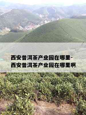 西安普洱茶产业园在哪里-西安普洱茶产业园在哪里啊