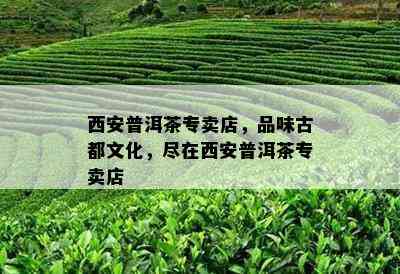 西安普洱茶专卖店，品味古都文化，尽在西安普洱茶专卖店