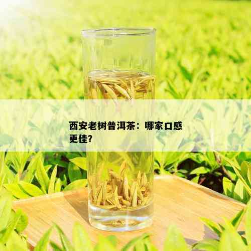 西安老树普洱茶：哪家口感更佳？