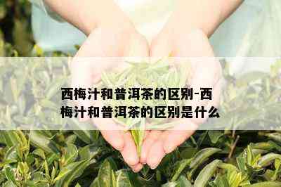 西梅汁和普洱茶的区别-西梅汁和普洱茶的区别是什么