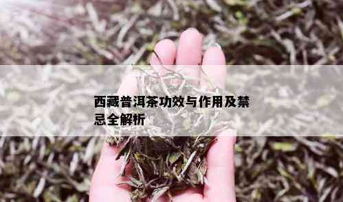  *** 普洱茶功效与作用及禁忌全解析