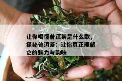 让你喝懂普洱茶是什么歌，探秘普洱茶：让你真正理解它的魅力与韵味