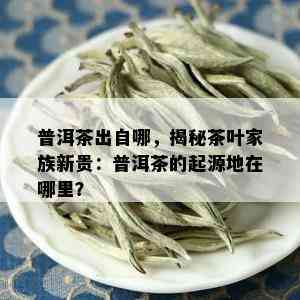 普洱茶出自哪，揭秘茶叶家族新贵：普洱茶的起源地在哪里？