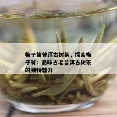 梅子箐普洱古树茶，探索梅子箐：品味古老普洱古树茶的独特魅力