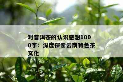 对普洱茶的认识感想1000字：深度探索云南特色茶文化