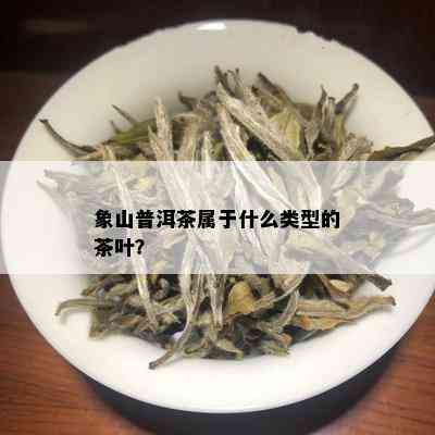 象山普洱茶属于什么类型的茶叶？