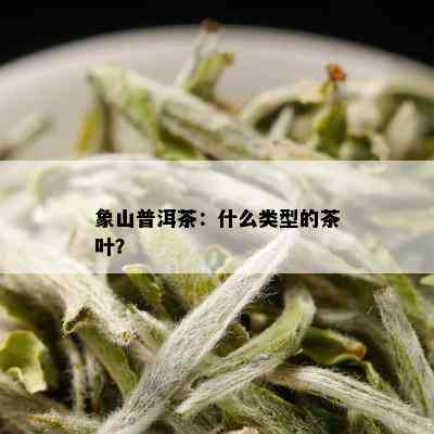 象山普洱茶：什么类型的茶叶？