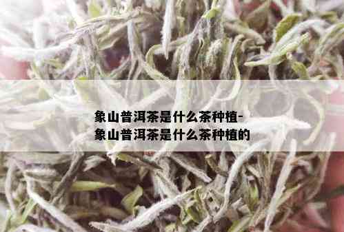 象山普洱茶是什么茶种植-象山普洱茶是什么茶种植的