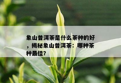 象山普洱茶是什么茶种的好，揭秘象山普洱茶：哪种茶种更佳？