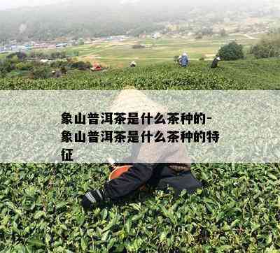 象山普洱茶是什么茶种的-象山普洱茶是什么茶种的特征