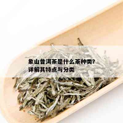 象山普洱茶是什么茶种类？详解其特点与分类