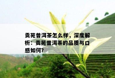 贡苑普洱茶怎么样，深度解析：贡苑普洱茶的品质与口感如何？