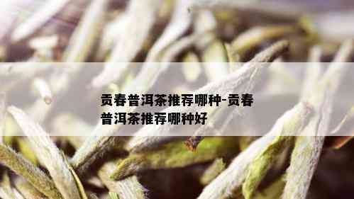 贡春普洱茶推荐哪种-贡春普洱茶推荐哪种好