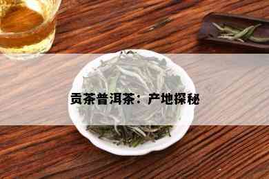 贡茶普洱茶：产地探秘