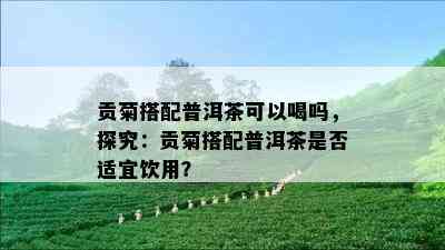 贡菊搭配普洱茶可以喝吗，探究：贡菊搭配普洱茶是否适宜饮用？