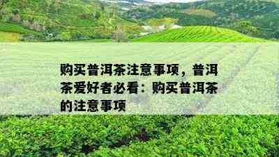 购买普洱茶注意事项，普洱茶爱好者必看：购买普洱茶的注意事项