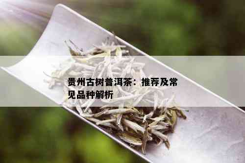 贵州古树普洱茶：推荐及常见品种解析