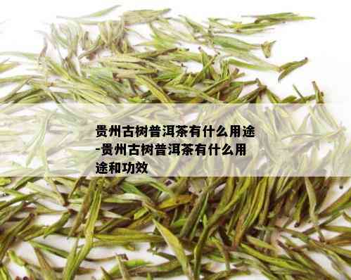 贵州古树普洱茶有什么用途-贵州古树普洱茶有什么用途和功效