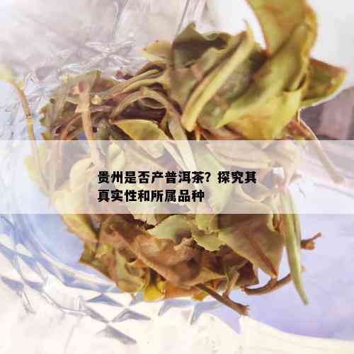 贵州是否产普洱茶？探究其真实性和所属品种