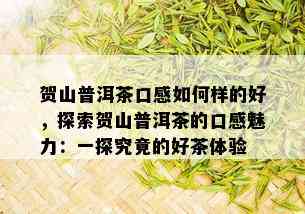 贺山普洱茶口感如何样的好，探索贺山普洱茶的口感魅力：一探究竟的好茶体验