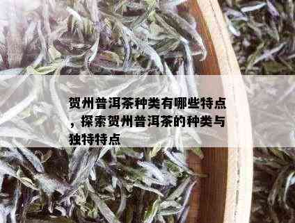 贺州普洱茶种类有哪些特点，探索贺州普洱茶的种类与独特特点