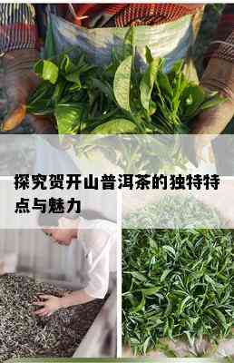 探究贺开山普洱茶的独特特点与魅力