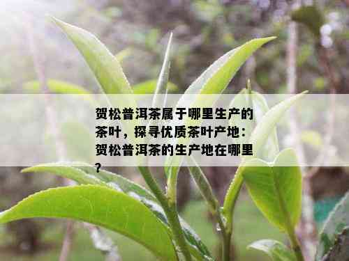 贺松普洱茶属于哪里生产的茶叶，探寻优质茶叶产地：贺松普洱茶的生产地在哪里？